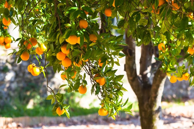 Jardín con naranjo repleto de naranjas.